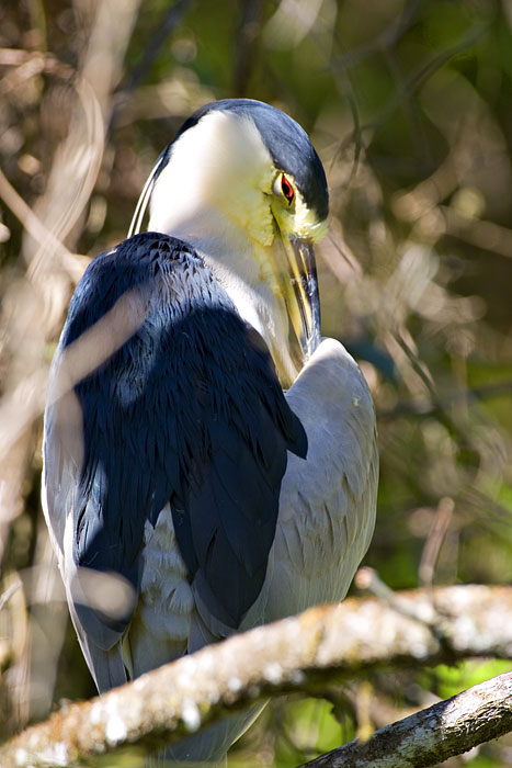 [Black-crowned Night-Heron]