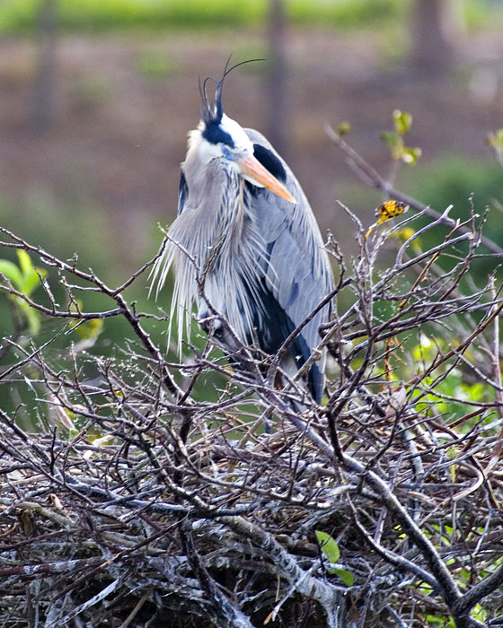 [Great Blue Heron]