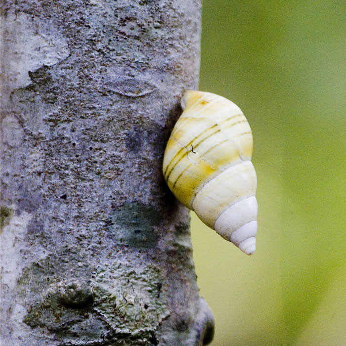 [Liguus Tree Snail]