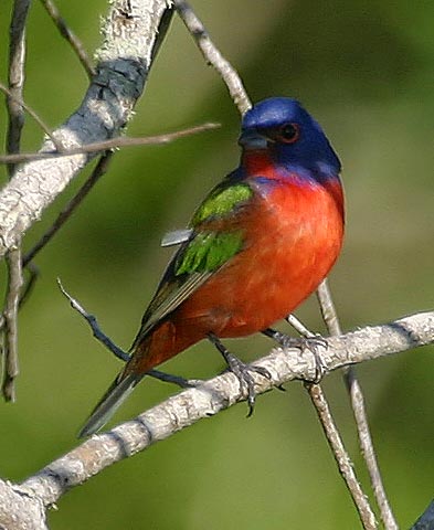 [Painted Bunting]