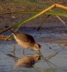 [American Golden Plover]