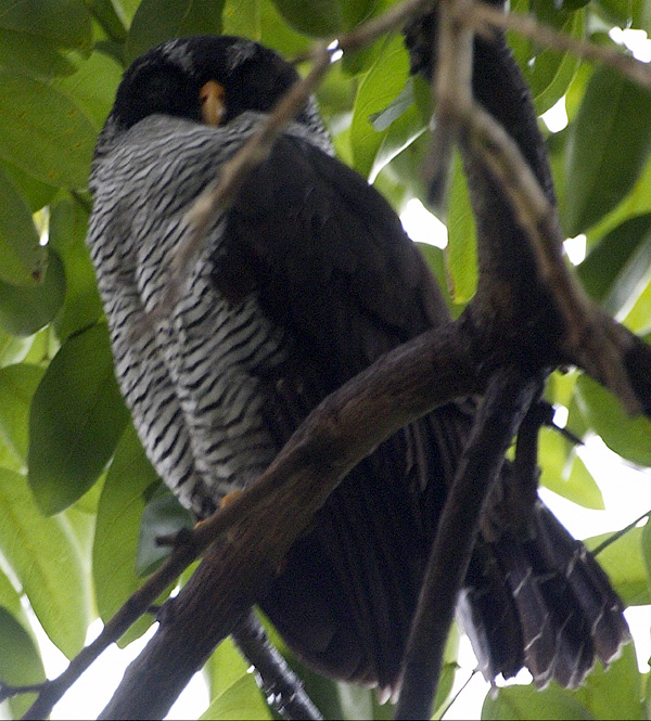 [Black-and-white Owl]