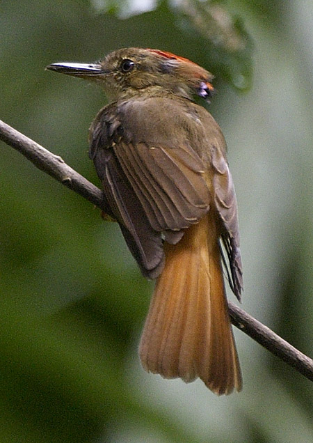 [Royal Flycatcher]