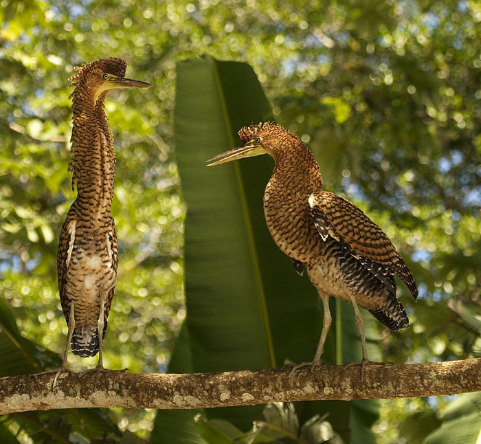 [Bare-throated Tiger-Heron]