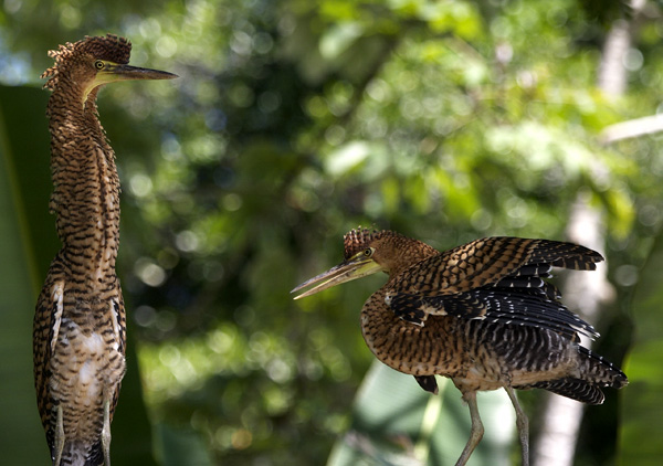 [Bare-throated Tiger-Heron]