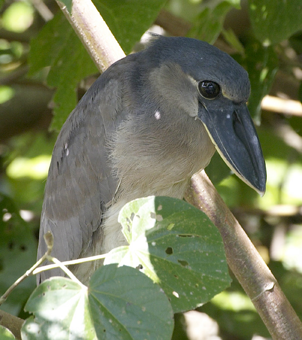 [Boat-billed Heron]