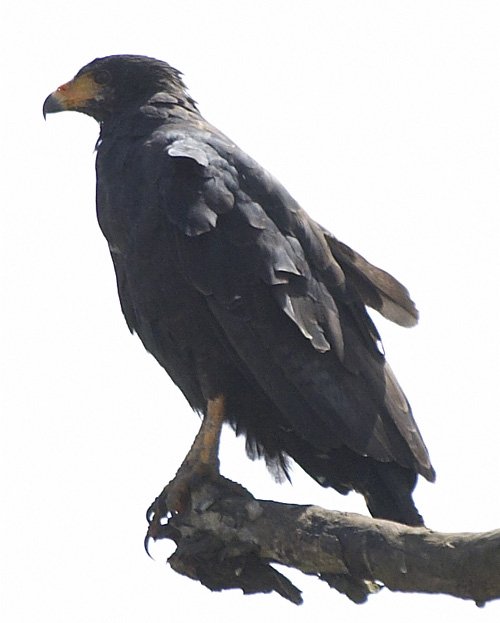[Mangrove Black-Hawk]