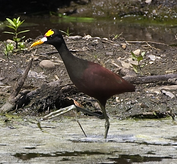 [Northern Jacana]