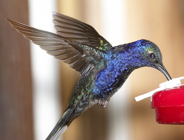 [Violet Sabrewing]