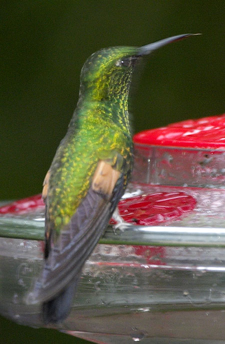 [Stripe-tailed Hummingbird]