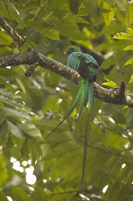 [Resplendent Quetzal]