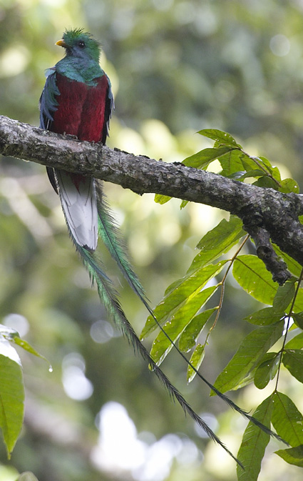 [Resplendent Quetzal]