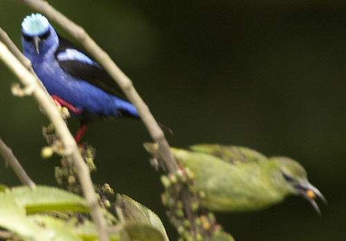 [Red-legged Honeycreeper]