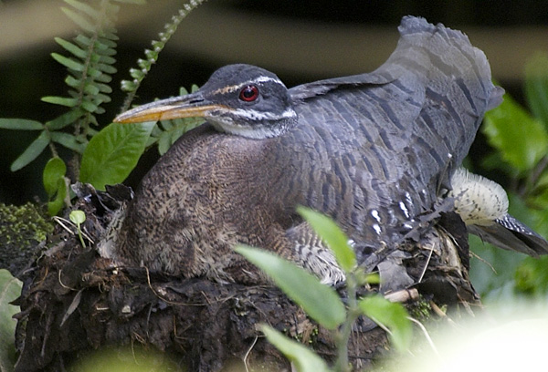 [Sunbittern]