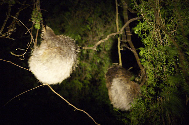 [Hoffman's Two-Toed Sloths]