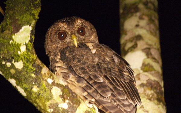 [Mottled Owl]