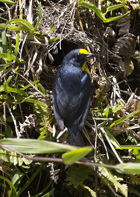 [Yellow-throated Euphonia]
