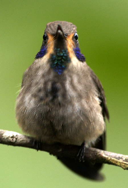 [Brown Violet-ear]
