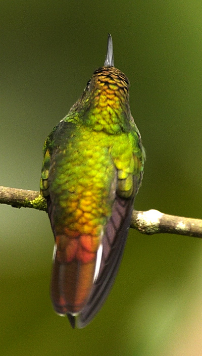 [Coppery-headed Emerald]