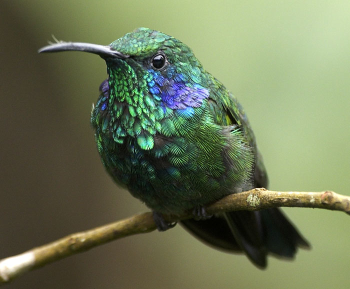 [Green Violet-ear]