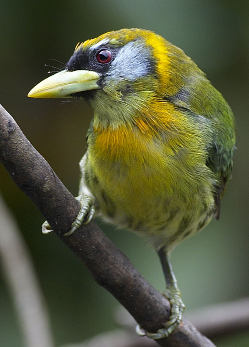 [Red-headed Barbet]