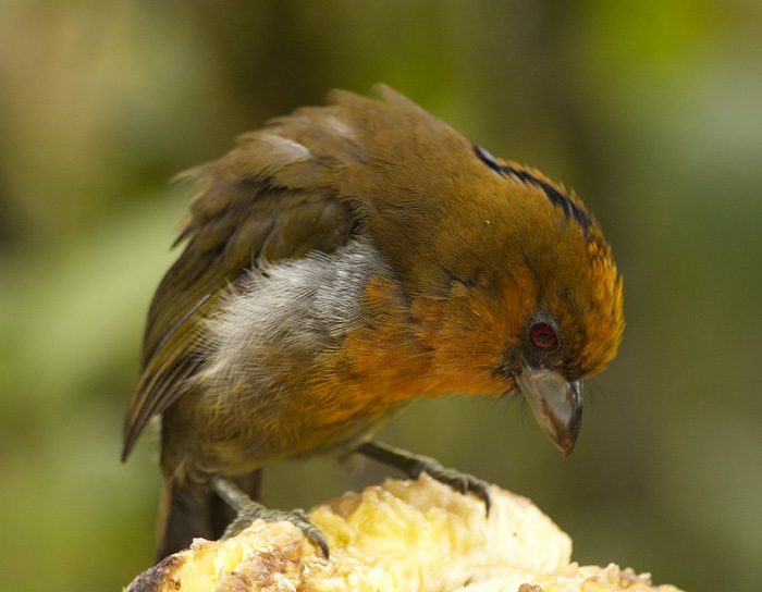 [Prong-billed Barbet]