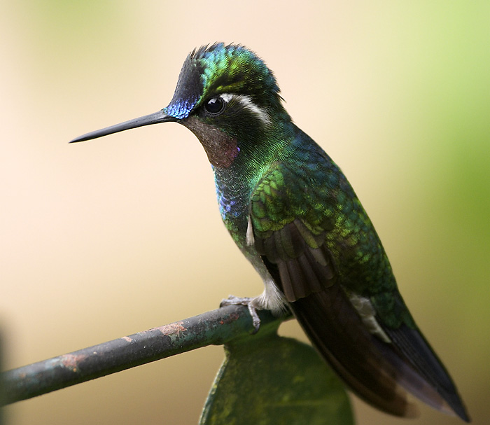 [Purple-throated Mountain-gem]