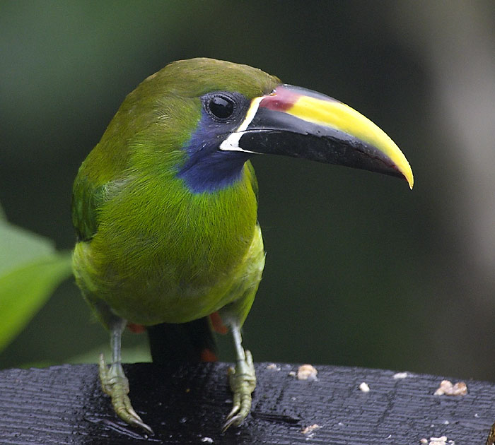 [Emerald Toucanet]