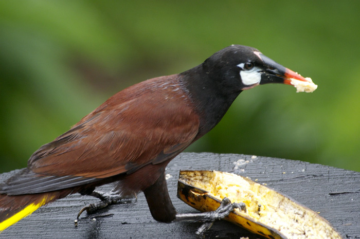 [Montezuma Oropendola]