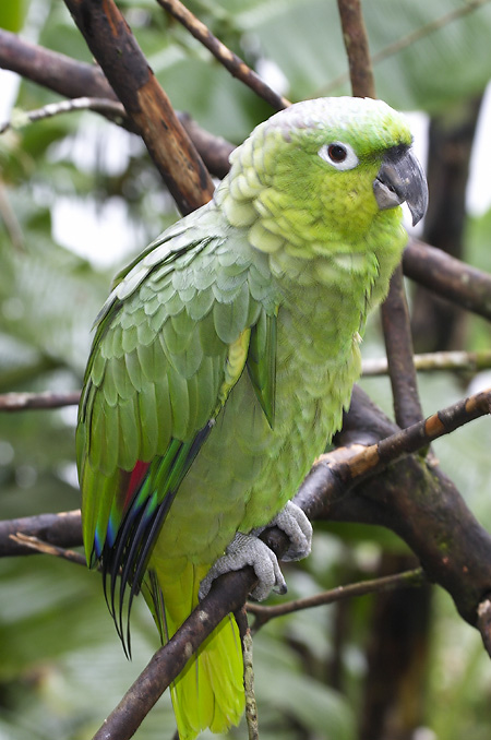 [Mealy Parrot]