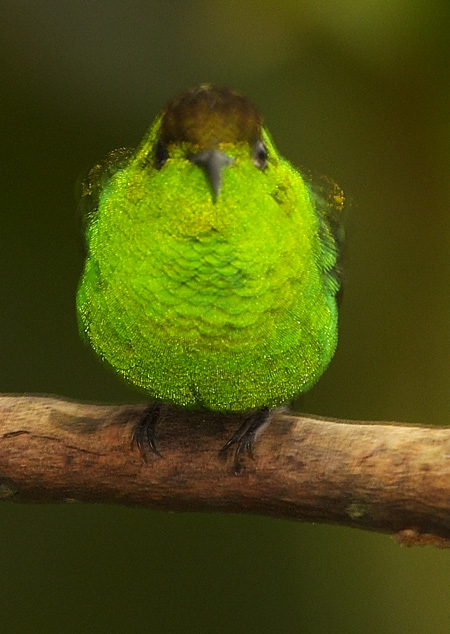 [Coppery-headed Emerald]