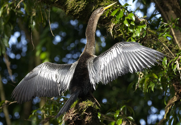 [Anhinga]