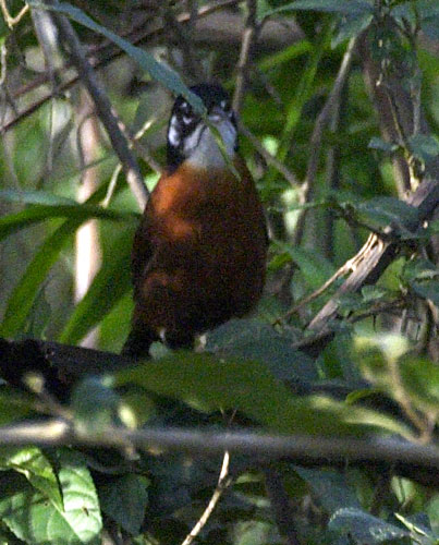 [Bay Wren]