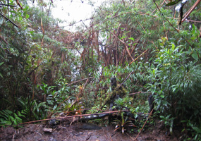 Jocotoco Viewing Site