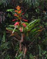 Bromeliad