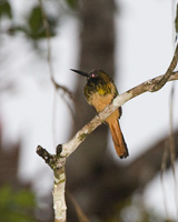 White-chinned Jacamar