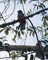 Black-tailed Trogon