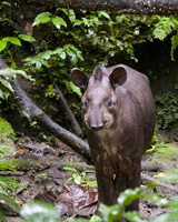 Brazilian Tapir