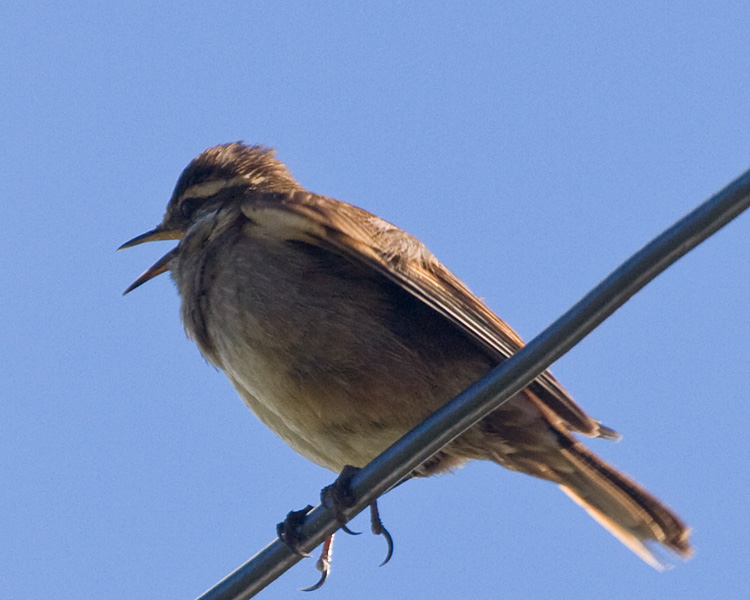 [Bar-winged Cinclodes]