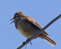 Bar-winged Cinclodes