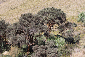 Polylepis Stand