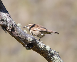Stout-billed Cinclodes