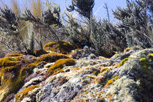 Outcrop Vegetation