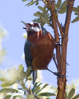Giant Conebill