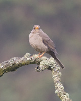Chiguanco Thrush