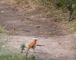 Pacific (Pale-legged) Hornero