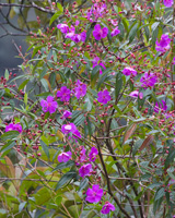 Purple Melastome
