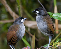 Jocotoco Antpittas