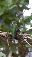 Sword-billed Hummingbird
