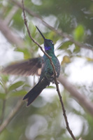 Buff-winged Hummingbird